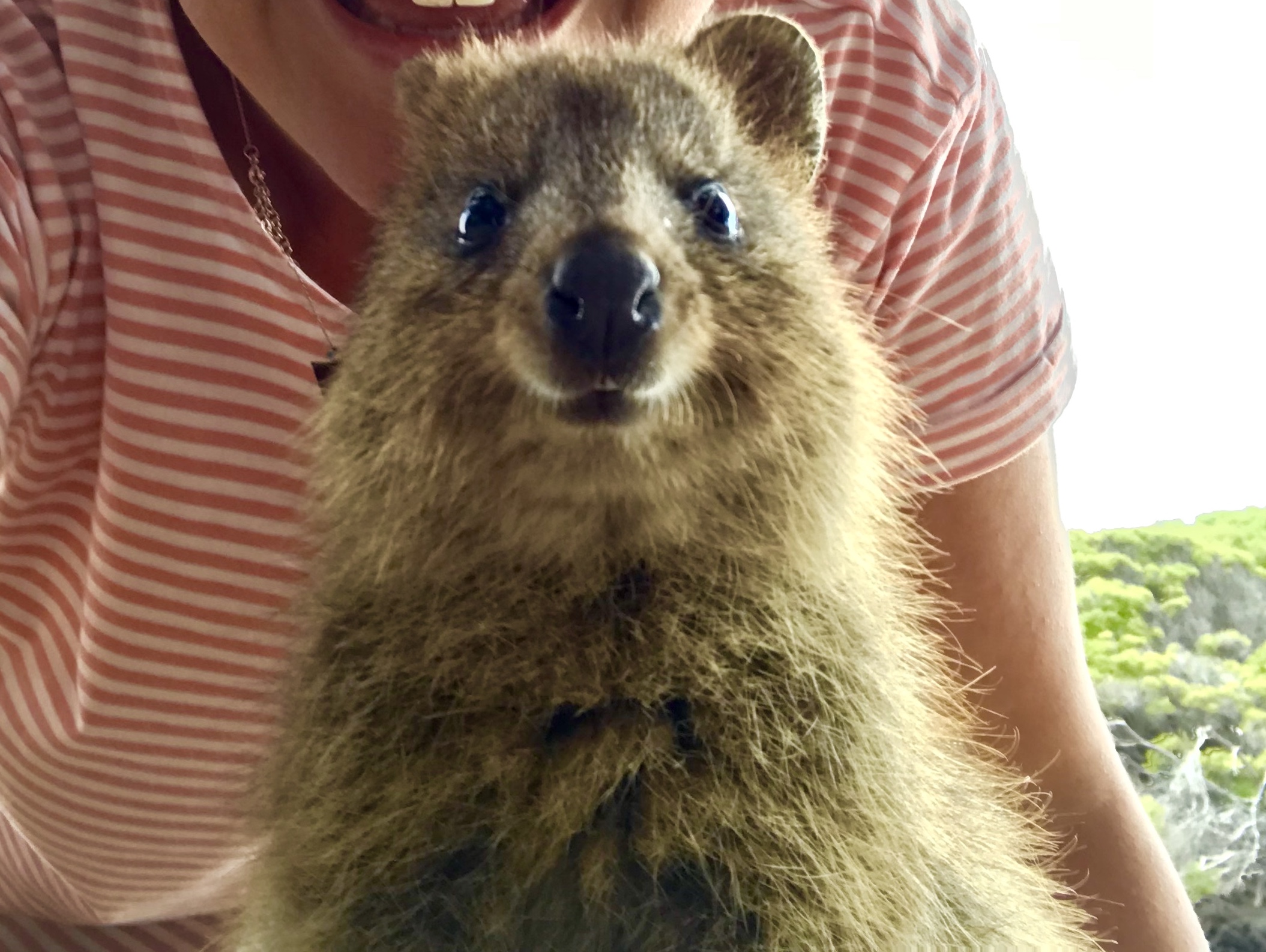 selfie with a quokka from Perth