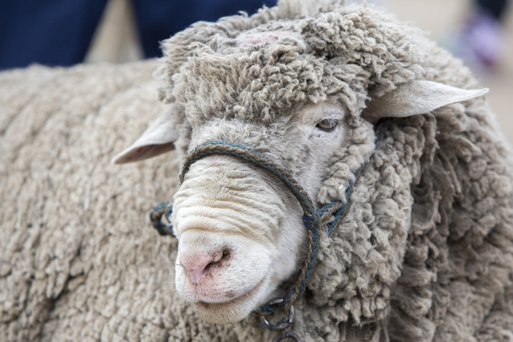 Closeup of white lamb for sale in the Andean market of Otavalo, Ecuador 2015